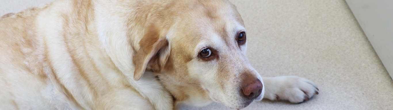 エコロビーム越後　看板娘